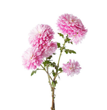 شاخه گل داوودی مینیاتوری